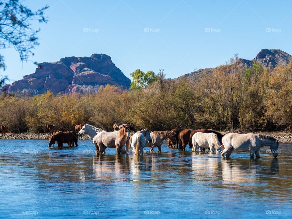 A band of wild horses graze in the Salt River northeast of Phoenix Arizona on a cool fall day in order to enjoy the abundant river grasses