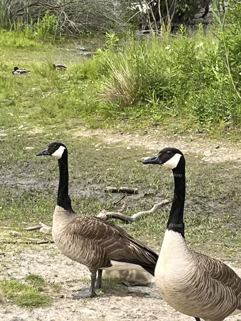 Geese