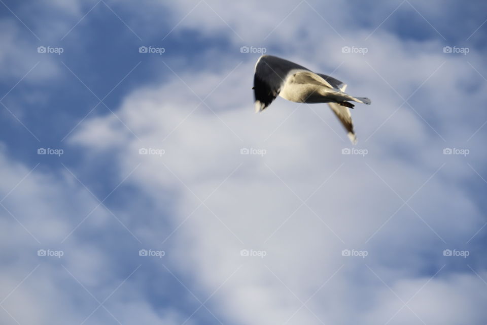 Bird, No Person, Sky, Flight, Seagulls
