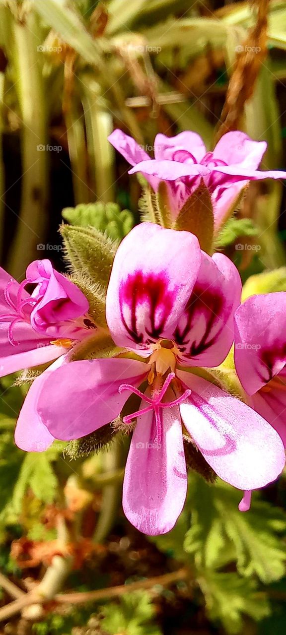 Pink biuty flowers