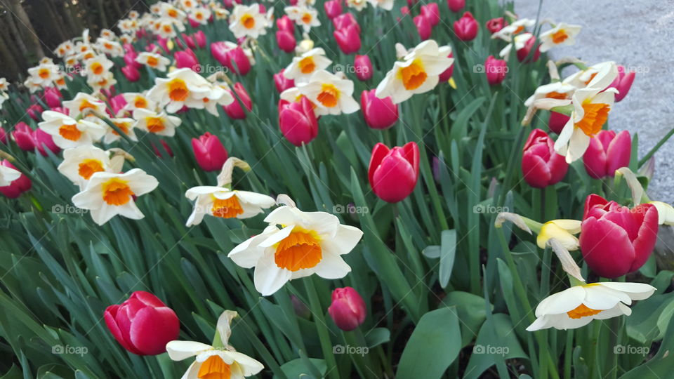 daffodils and tulips
