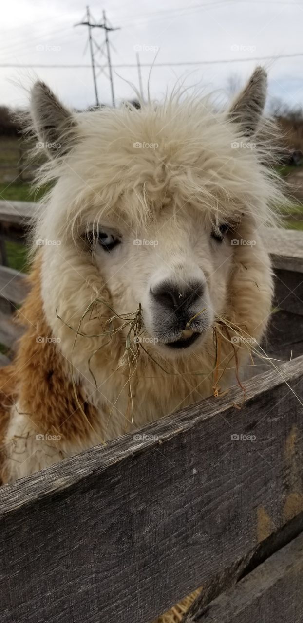 hello alpaca