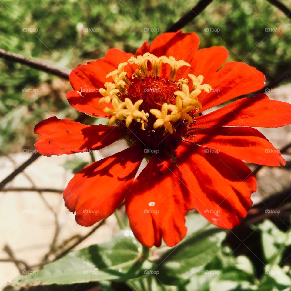 🌼#Flores do nosso #jardim, para alegrar e embelezar nosso dia!
#Jardinagem é nosso #hobby.
🌹
#flor #flowers #flower #pétalas #garden #natureza #nature #flora