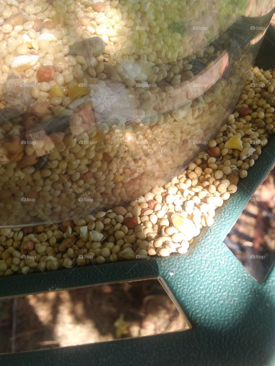 birds view of a bird feeder