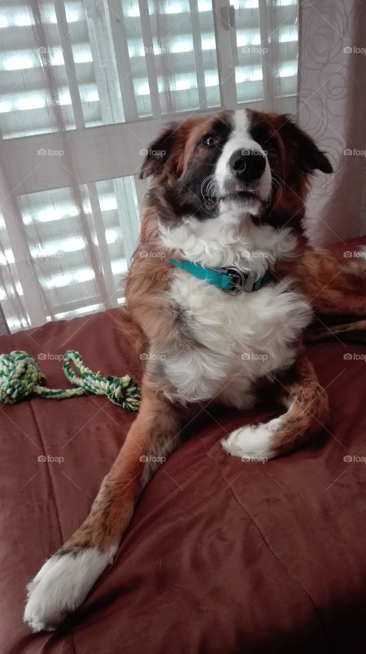 My Dog - Ben, 8 months