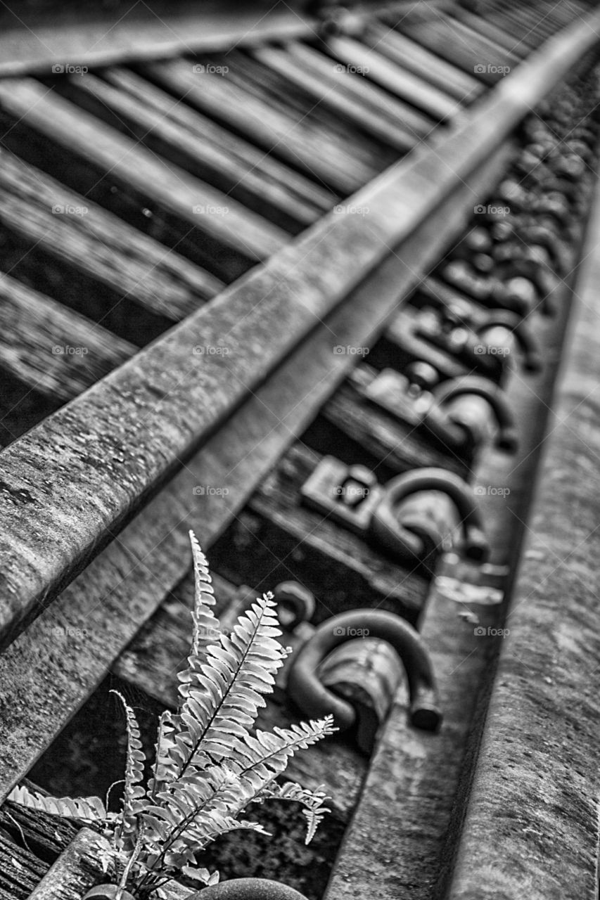 Plant in railway track