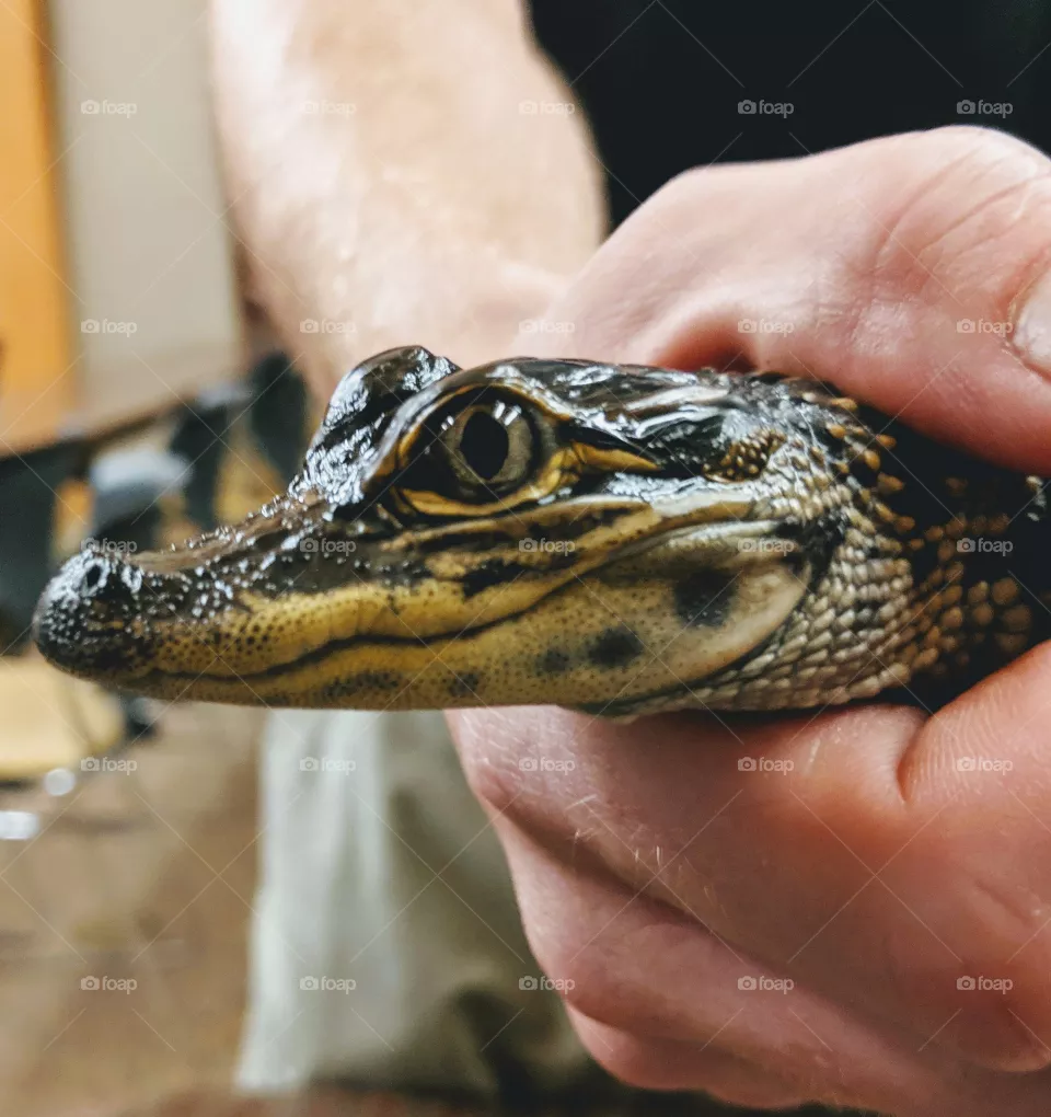 Alligator