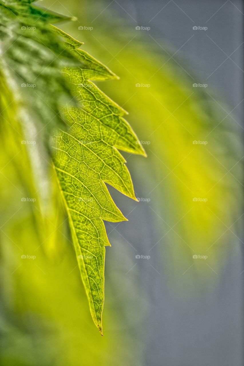 Close-up of a green leaf