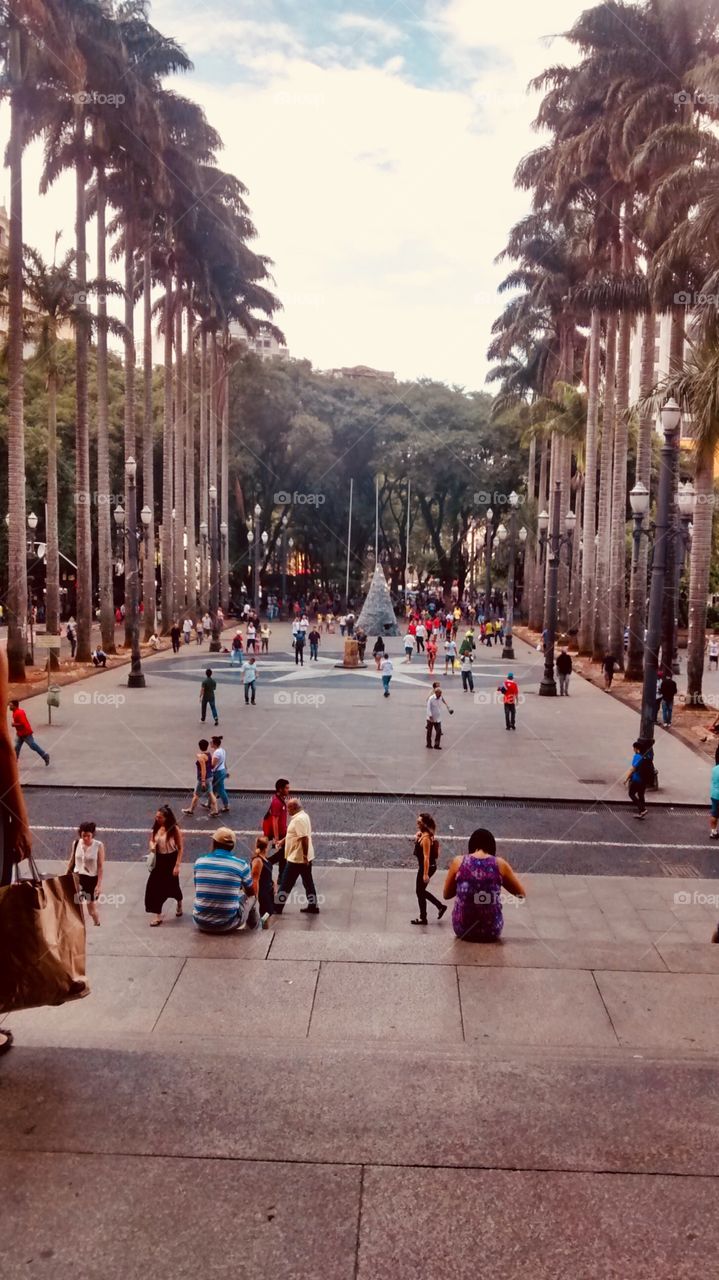 São Paulo downtown park.  Palms way.
