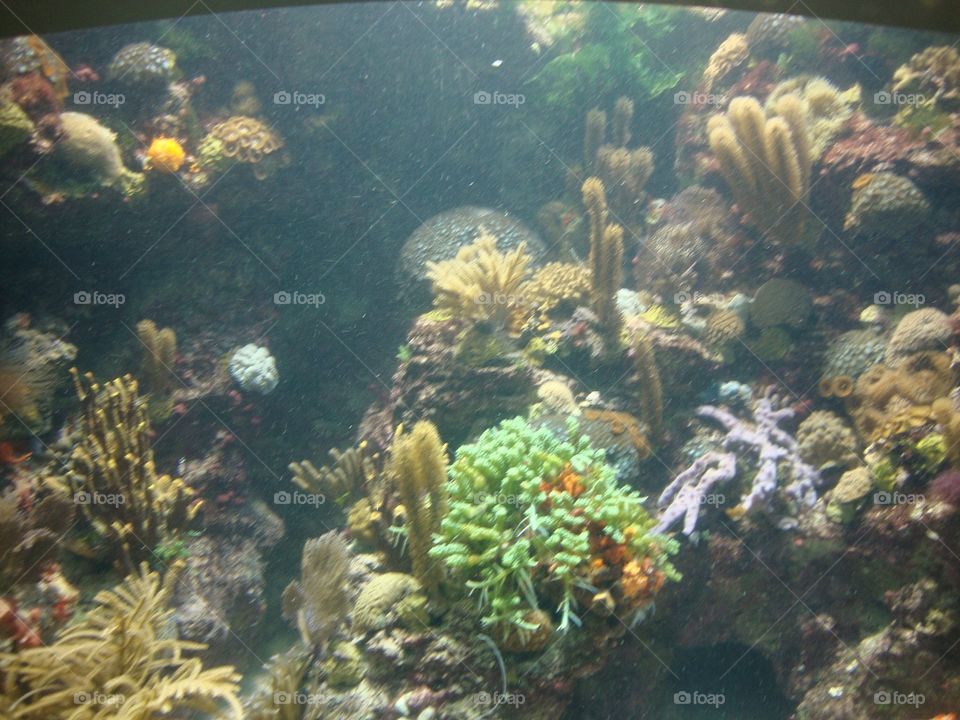 Underwater, Fish, Coral, Reef, Diving