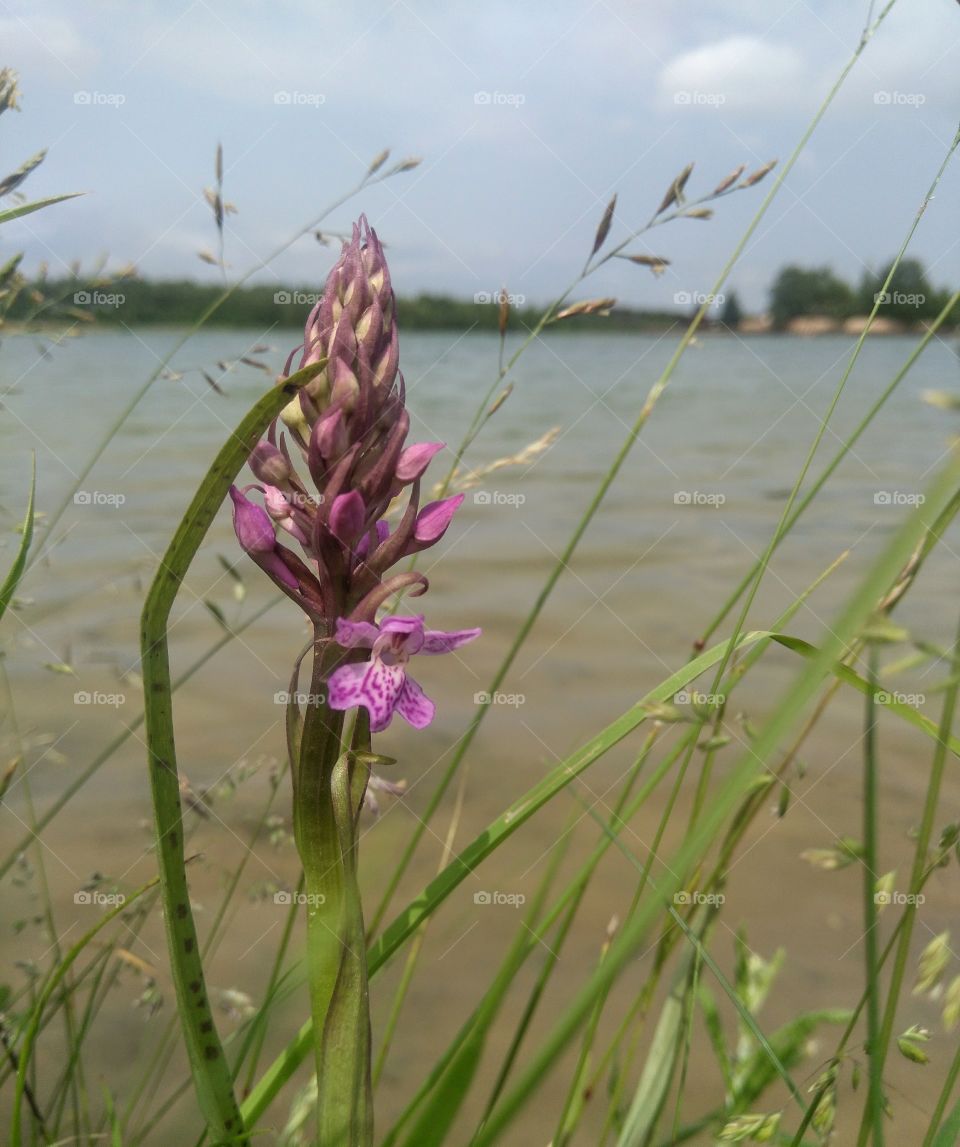 purple flower on a lake shore summer landscape