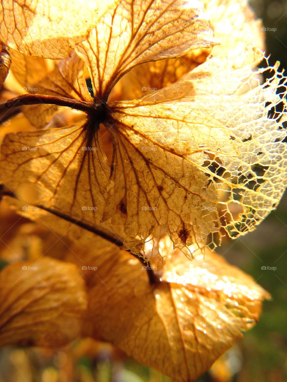 Extreme close-up of dry leaves in autumn