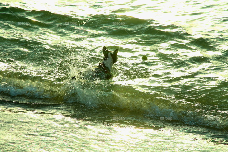 dog swiming