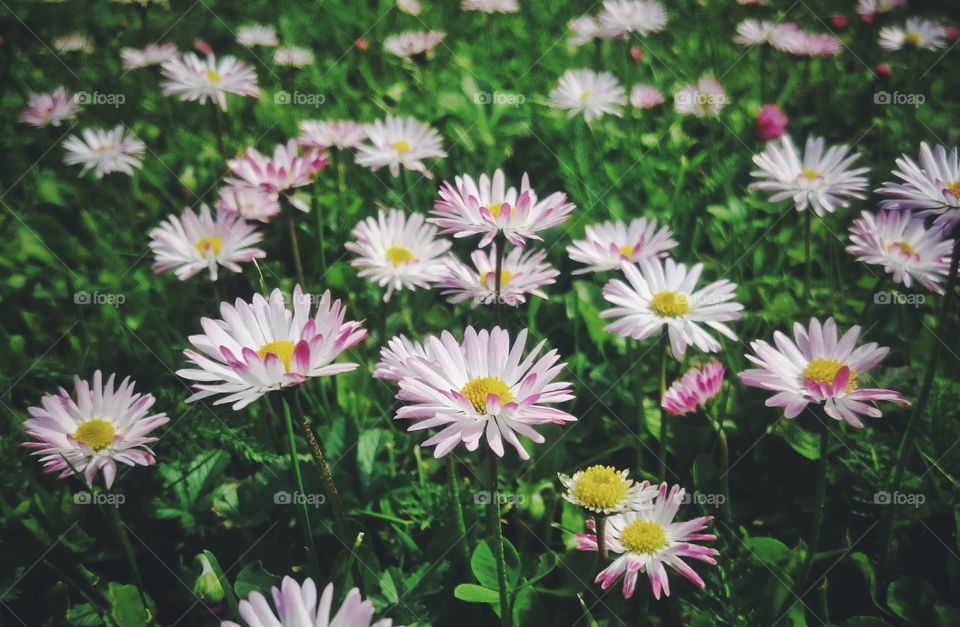 Flowers!. Small pink and white flowers on lawn