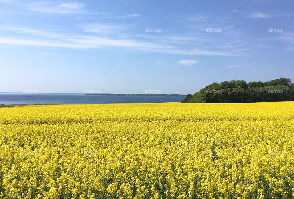 Skåne landscape, rapeseed