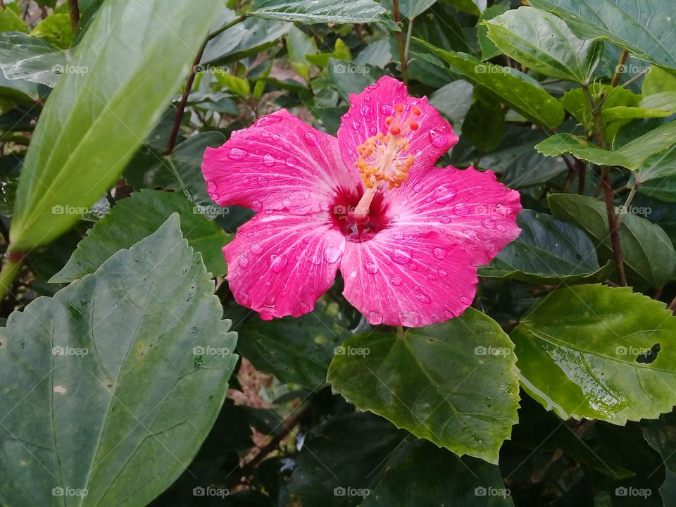 beautiful hibiscus in a rainy day.