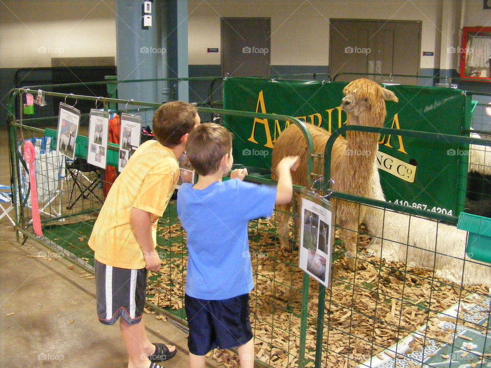 This overly friendly alpaca had a lot to say to the boys.