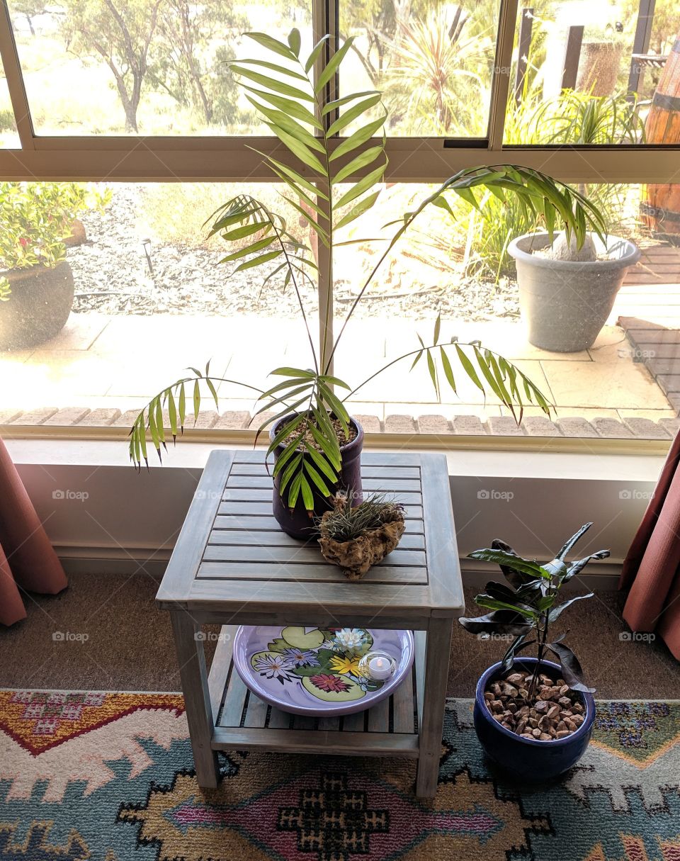 Arrangement of indoor plants enjoying some light