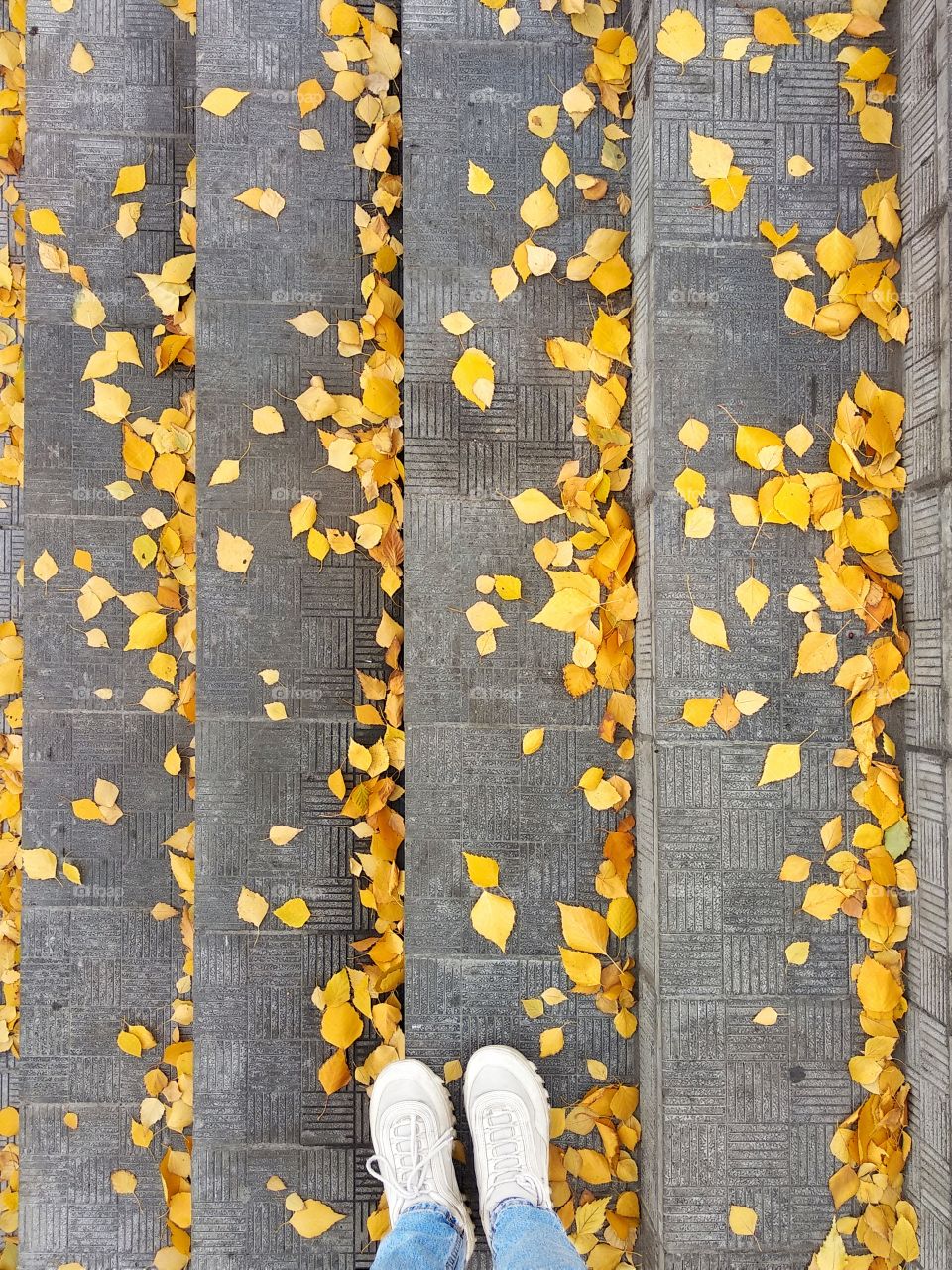 My legs in jeans and sneakers on the steps with birch yellow leaves