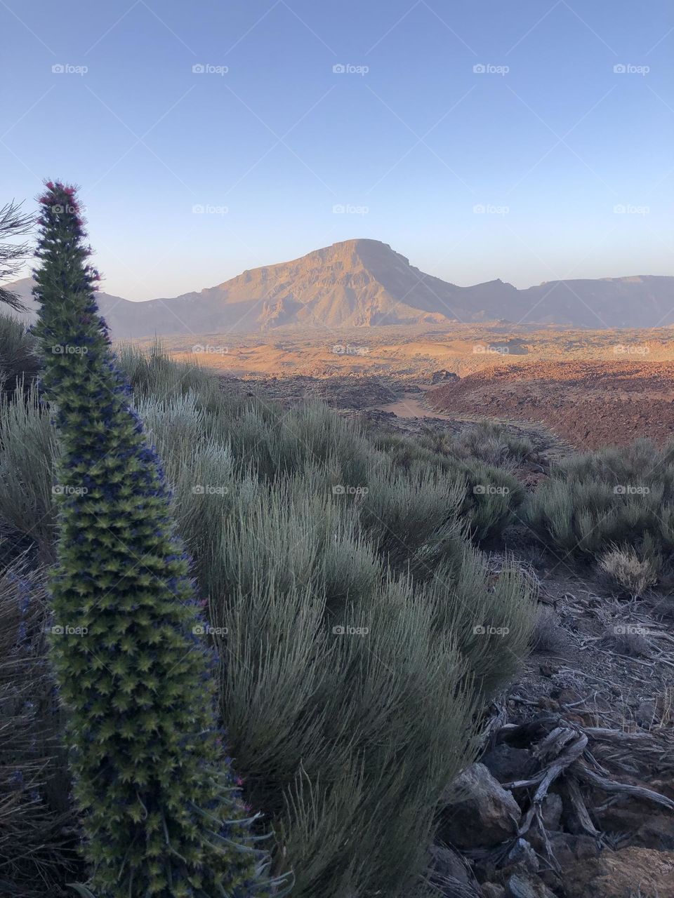 Desert scene in Europe , Tenerife Island , Spain