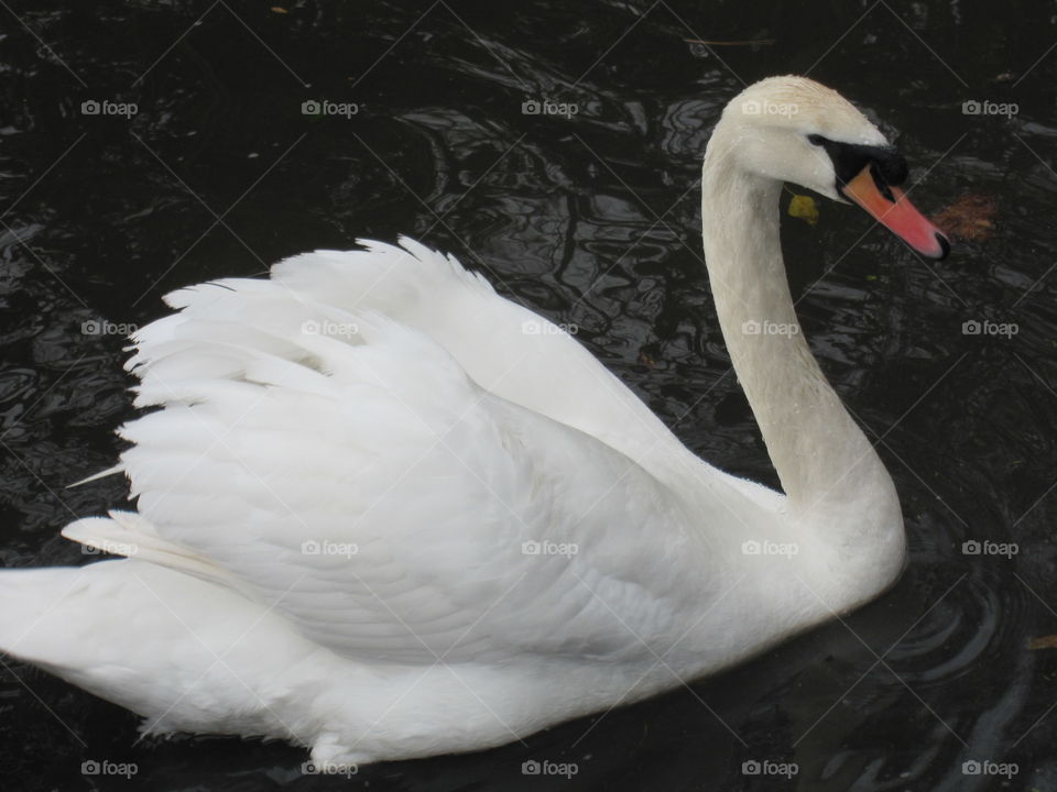 Mute Swan