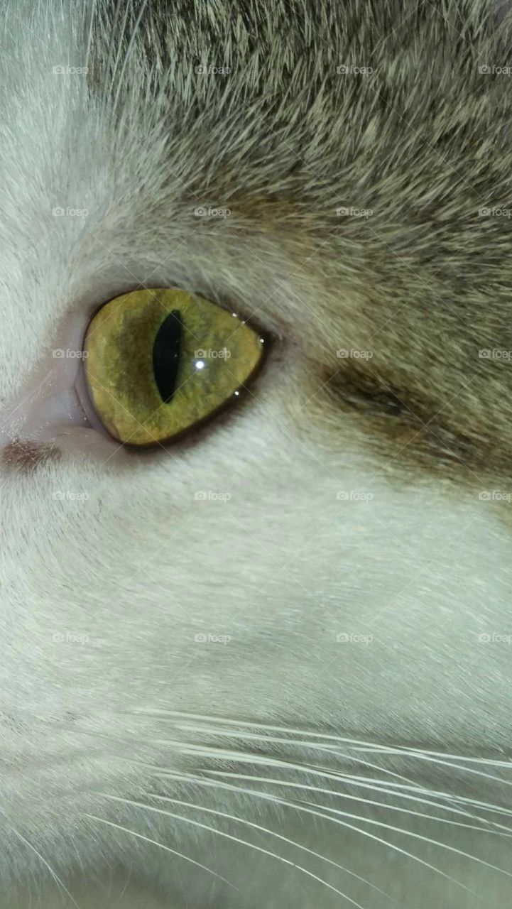 Animal eye