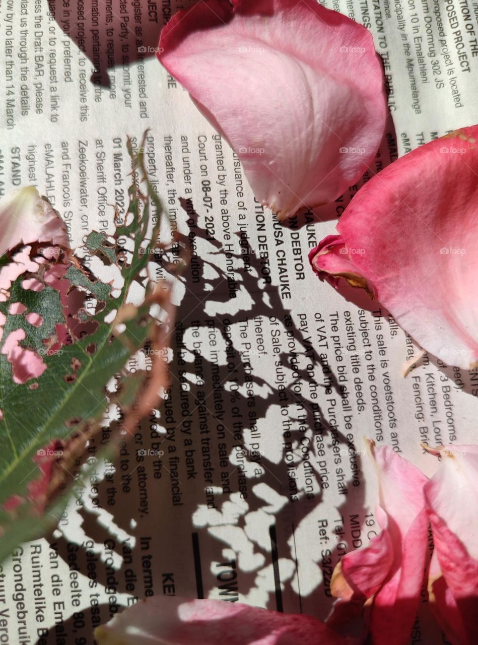 Rose petals on a newspaper with leaf shadow