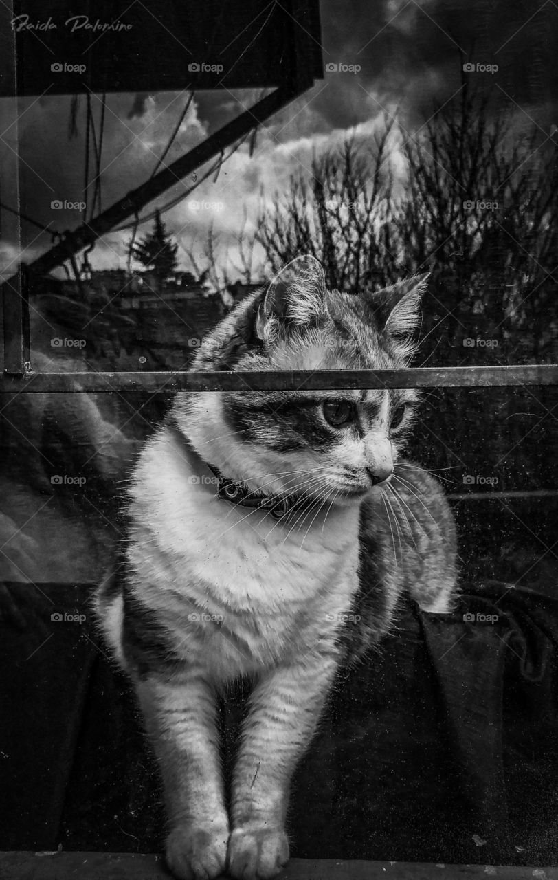 cat and window