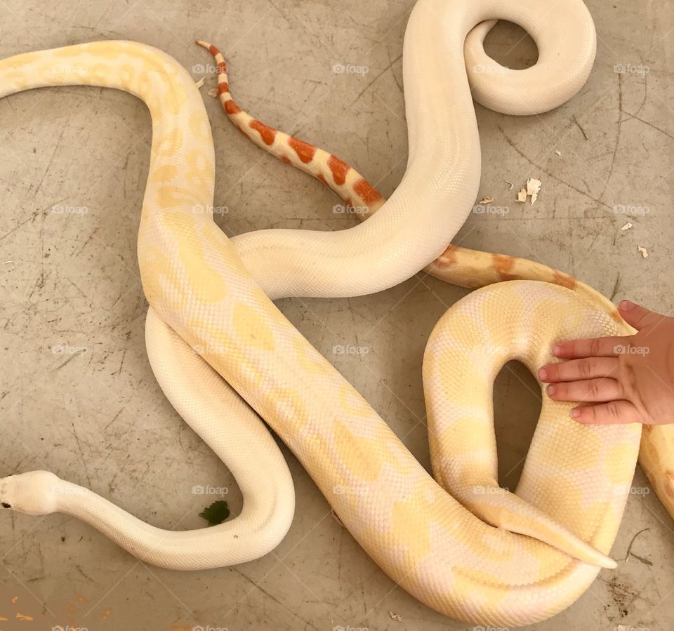 Kindness to all animals - child pets snakes 