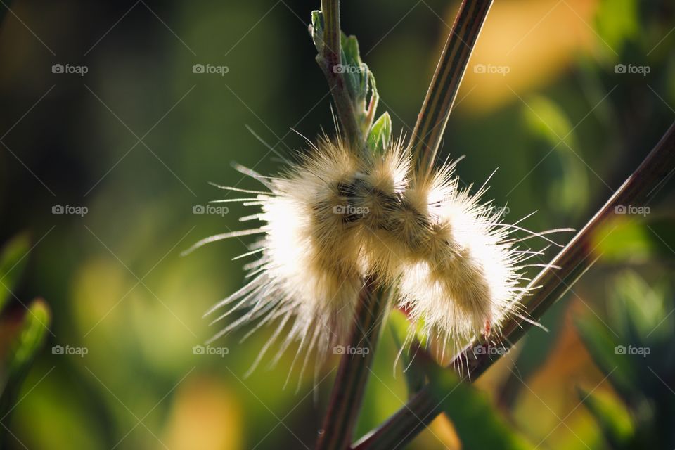 Yellow Bear Caterpillar on a branch