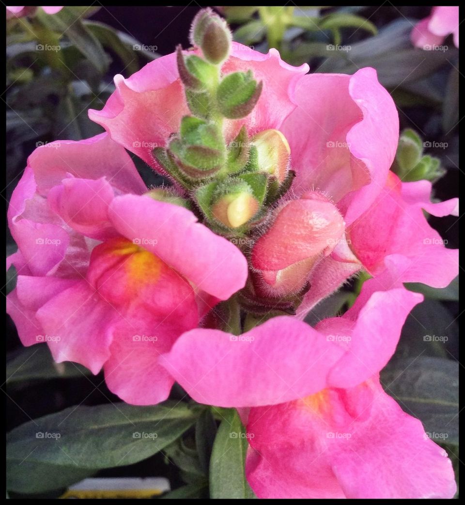 Luscious Pink Flower 