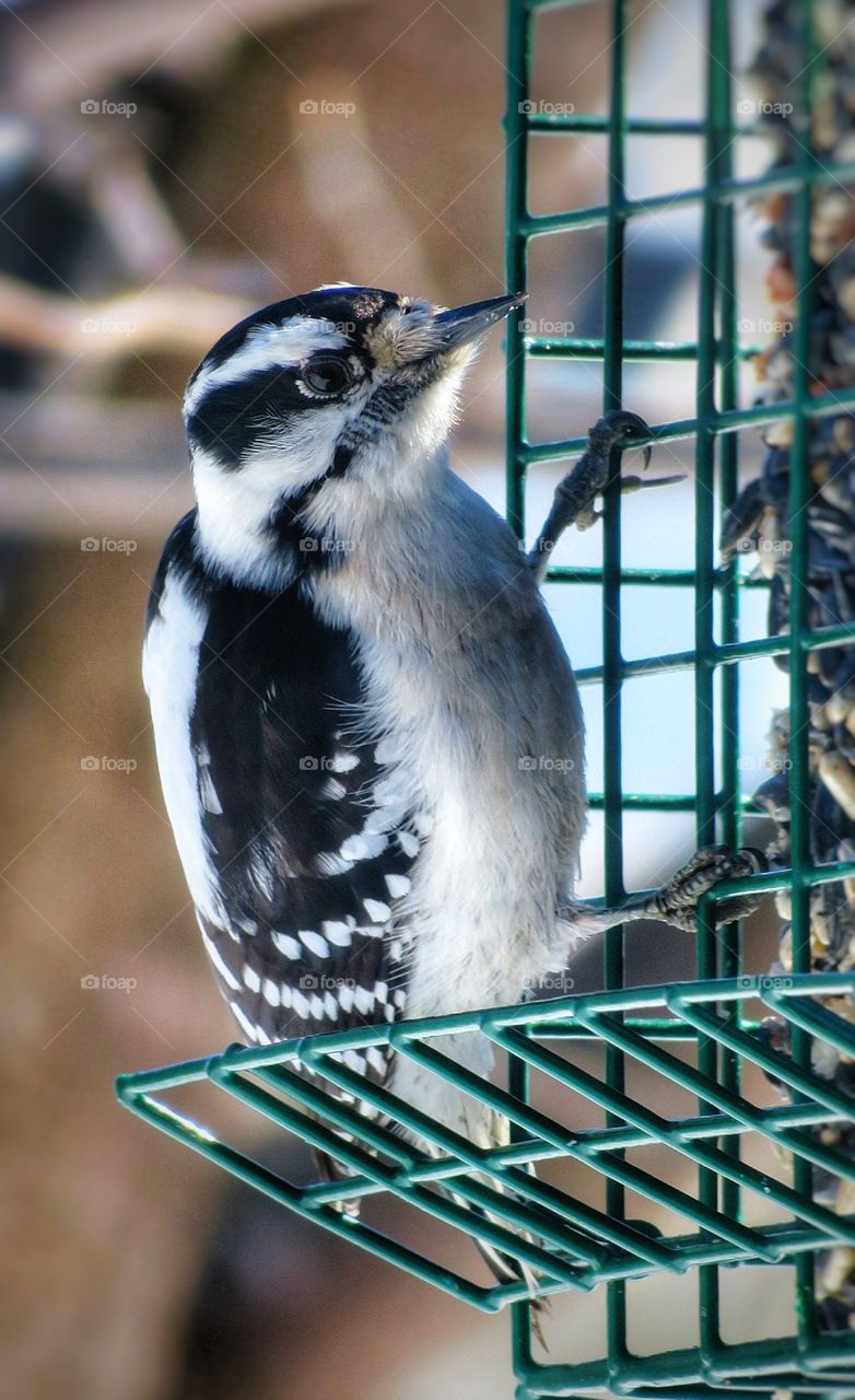 Woodpecker