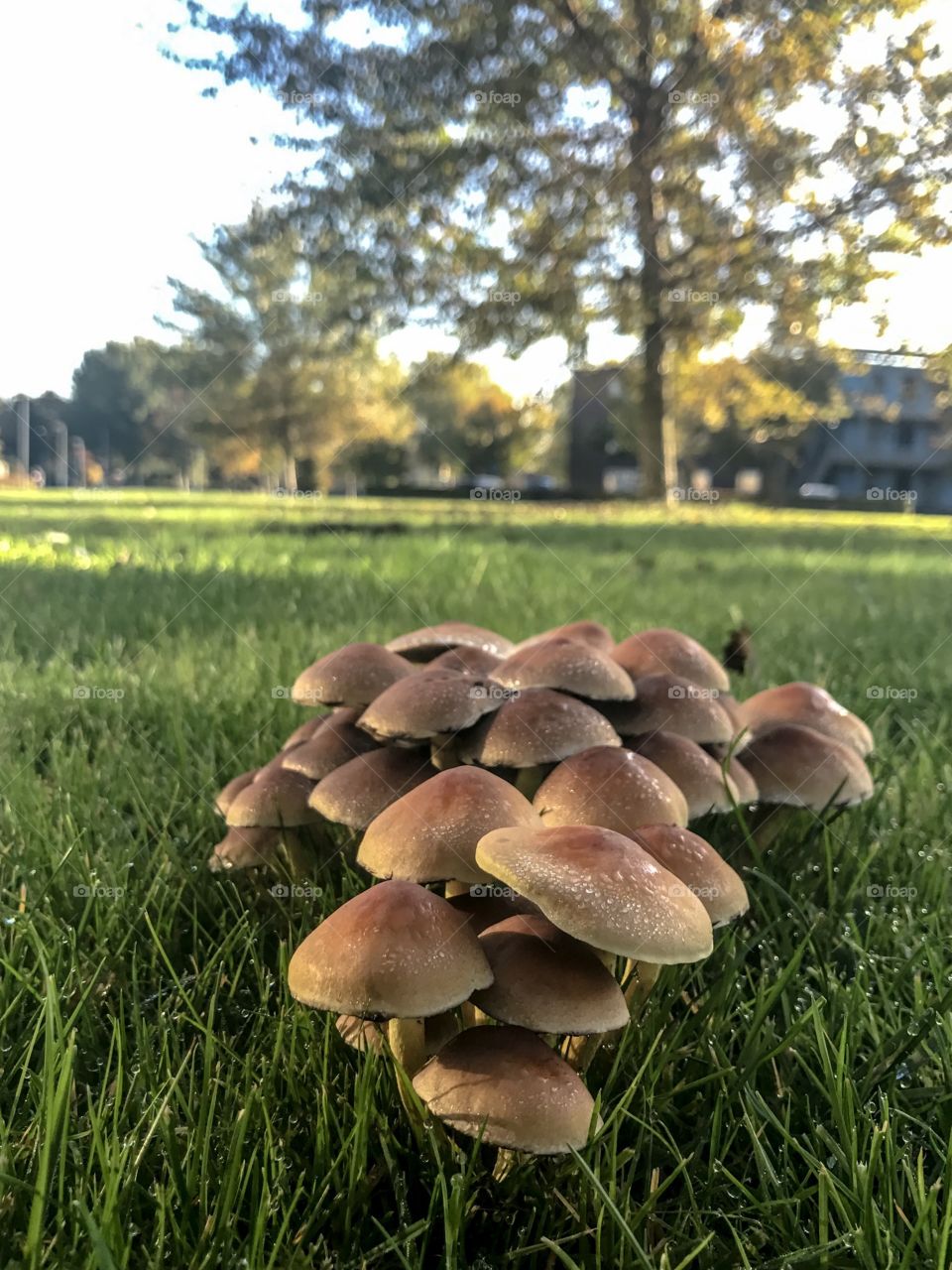 Stack of mushrooms in a field