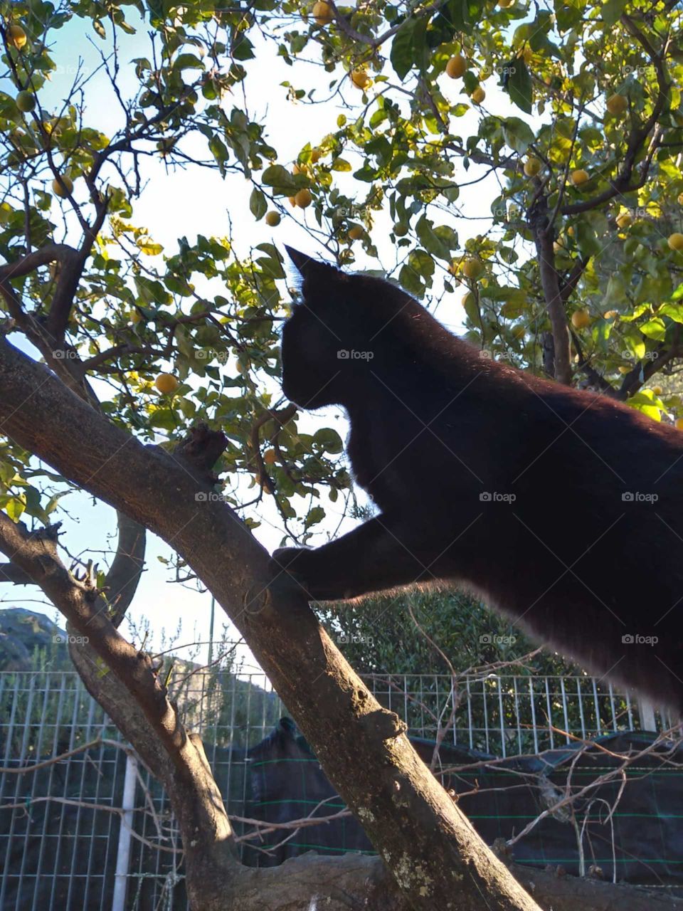 Cat in the tree