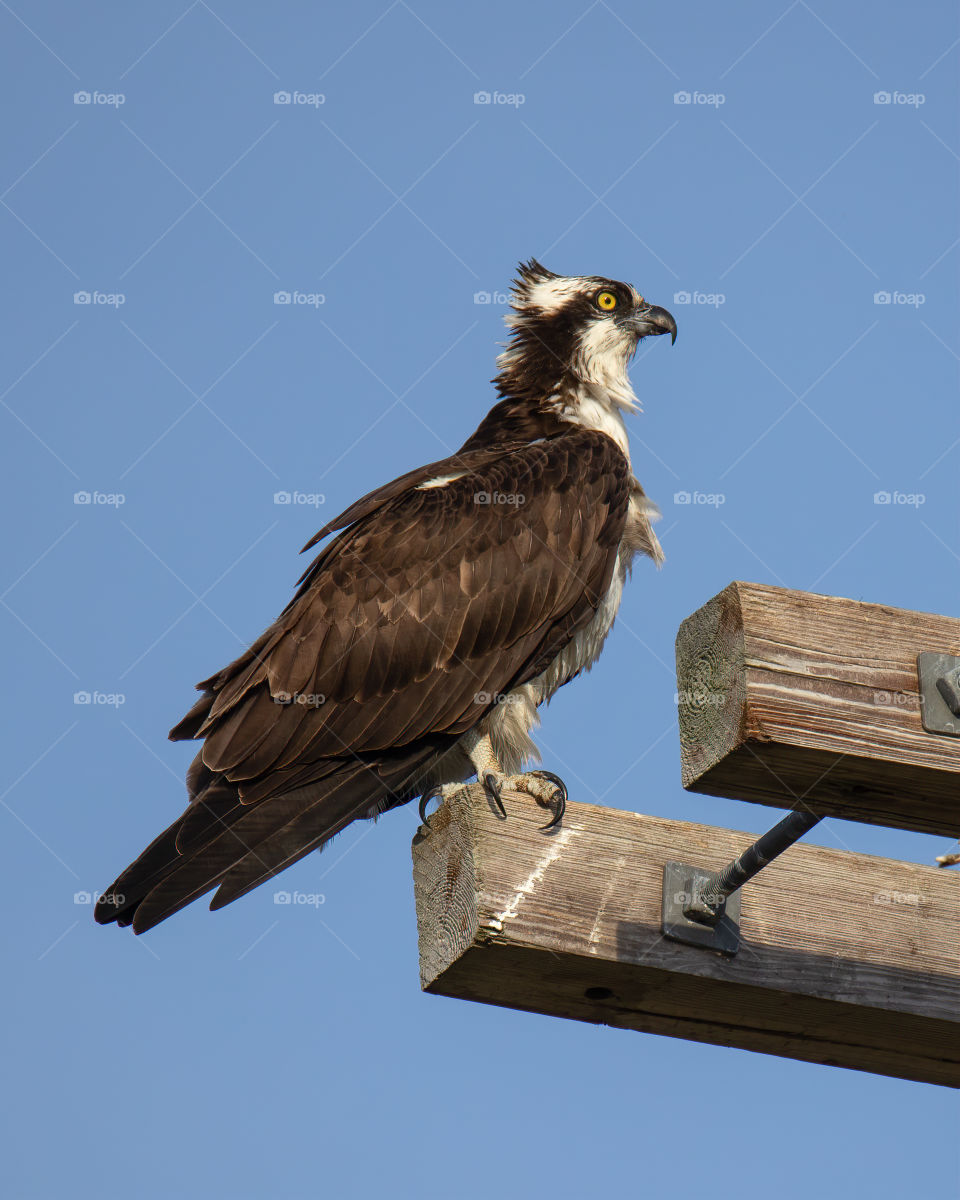 Osprey sitting on a wooden telephone pole on a windy day