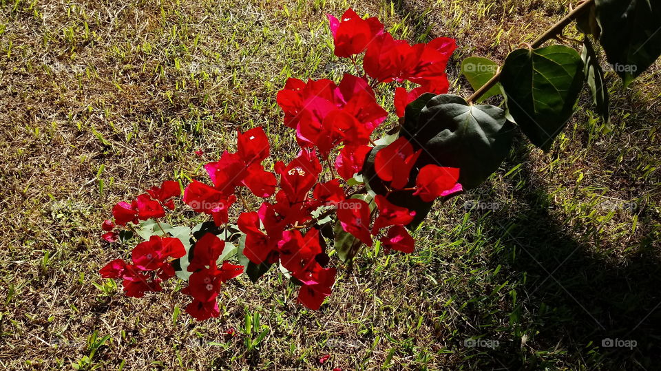 Bougainvillea Glabra Primavera Vermelha