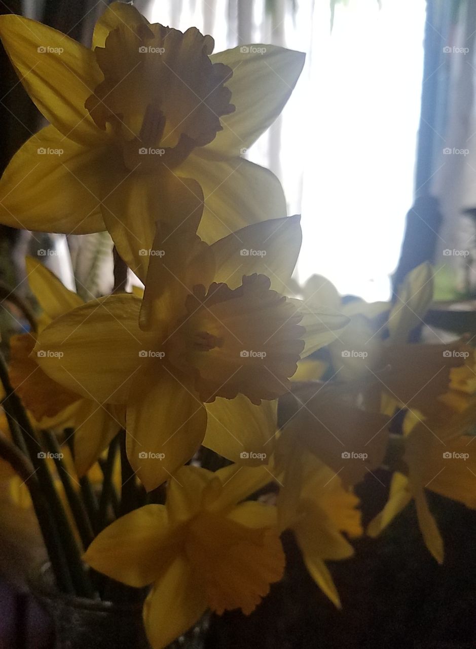 Daffodils