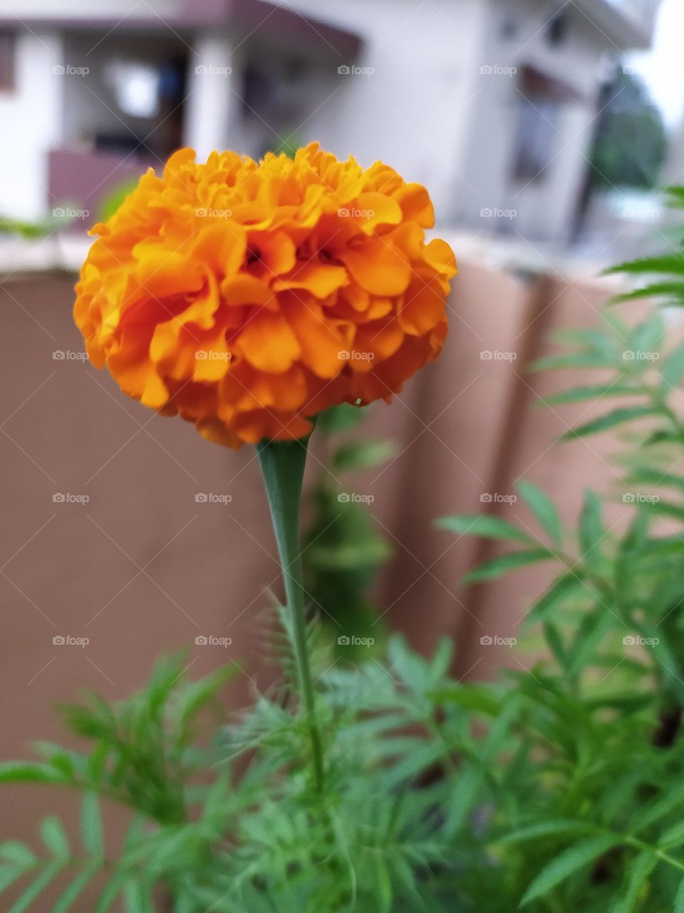 Magnificent marigold