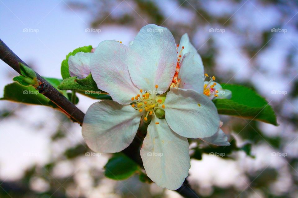 Apple Tree