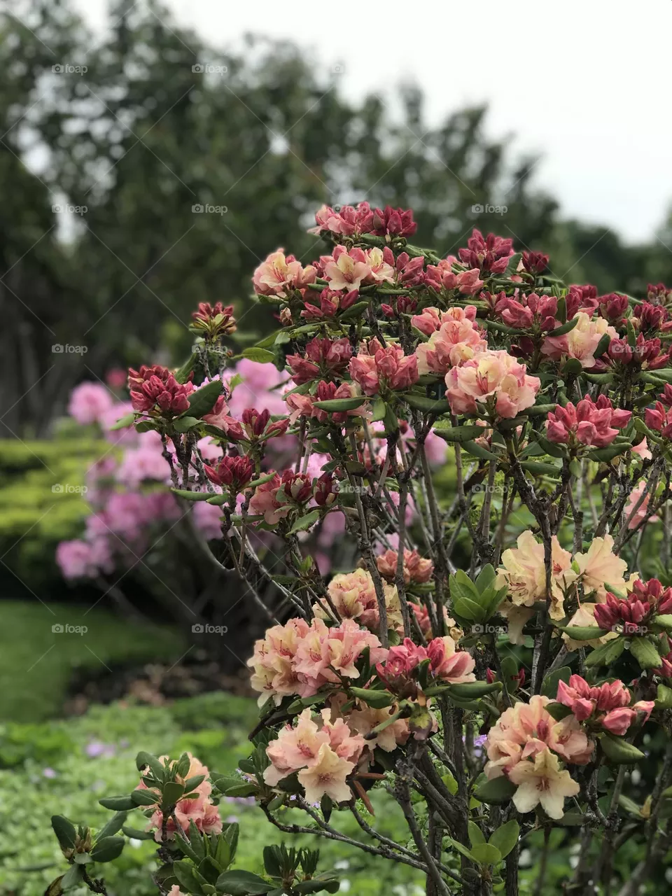 flowers