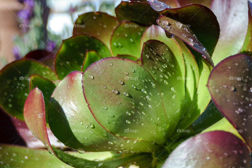 Cactus on waterdrop