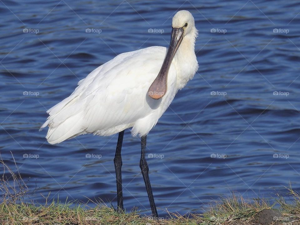 Beautiful and cute bird