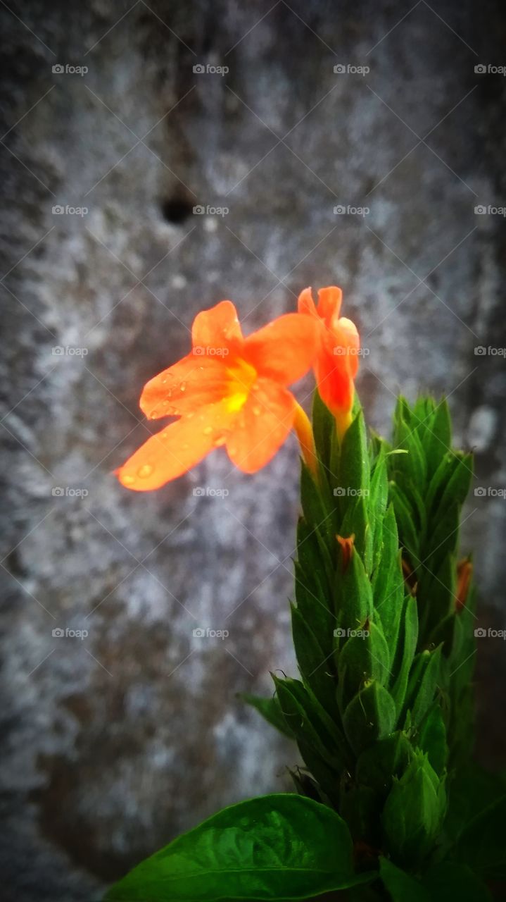 little by little they blossom