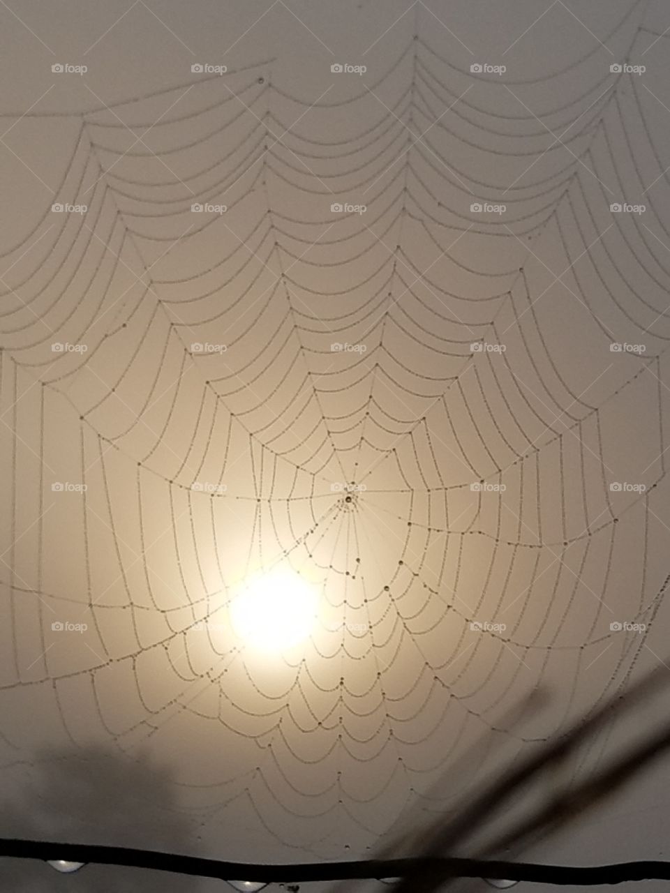 morning web