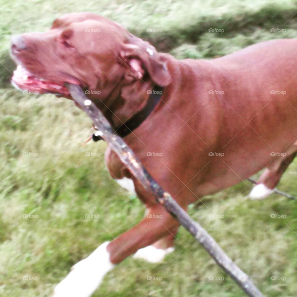 Victory is Mine!. Victorious large brown dog makes off with the stick he wrestled away from the person doing yard work. 