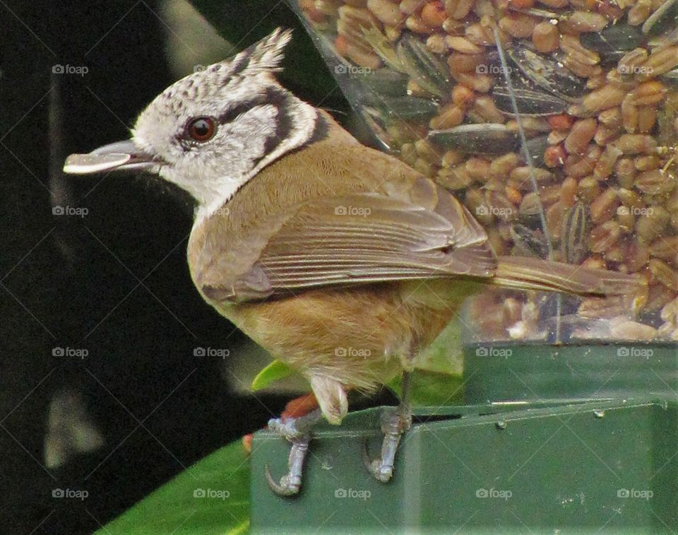 Crested tit