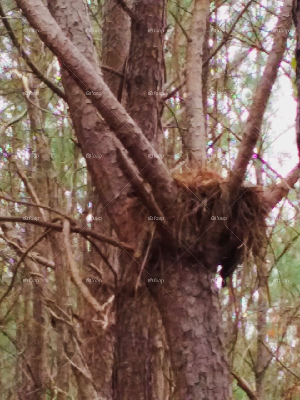 nest up in the tree