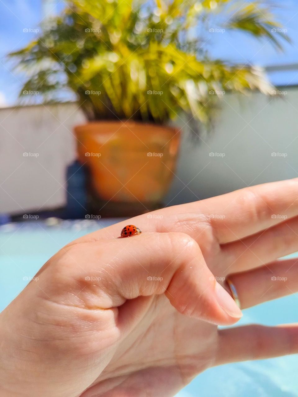 Red ladybug on hand