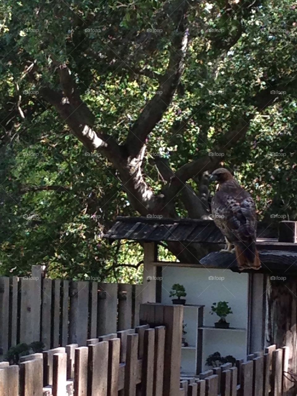 Bonsai Hawk