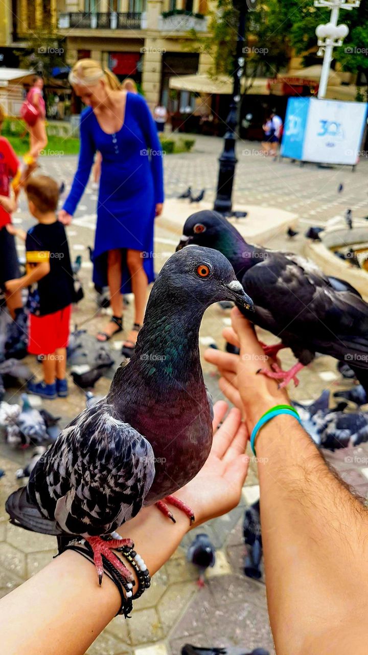 couple of pigeons